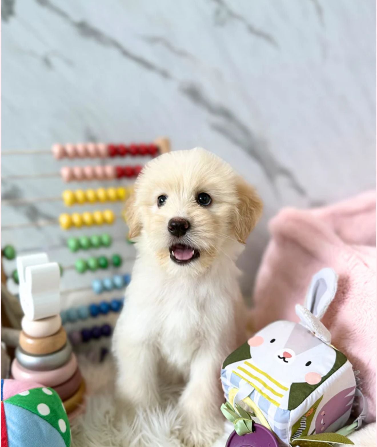🧡 Toodles: Cream HuskySpitz 🇸🇬 (Girl)