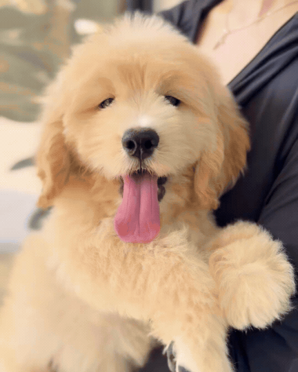 Butter: Cream Brown F1 Golden Doodle 🇸🇬 (Boy)