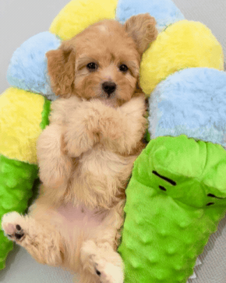 Apricot F1B Toy Cavapoo 🇸🇬 (Boy)