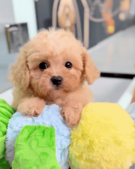Apricot F1B Toy Cavapoo 🇸🇬 (Girl)