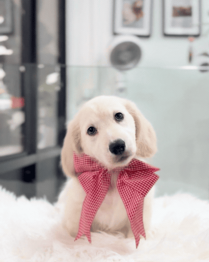 Lucky: Cream Gold F1B Golden Doxie 🇸🇬 (Boy)