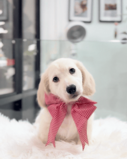 Lucky: Cream Gold F1B Golden Doxie 🇸🇬 (Boy)