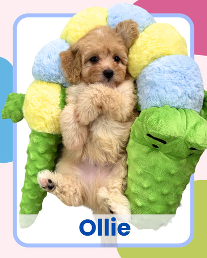 Apricot Toy Cavapoo 🇸🇬 (Boy)