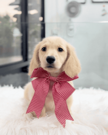 Latte: Cream Gold F1B Golden Doxie 🇸🇬 (Boy)