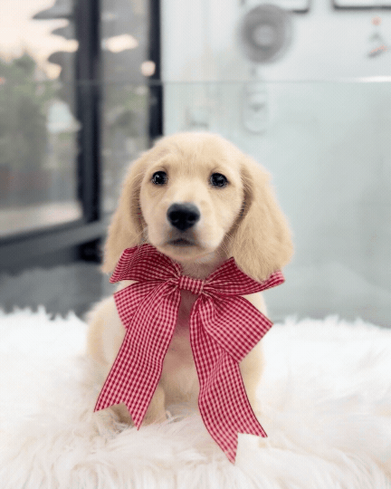 Latte: Cream Gold F1B Golden Doxie 🇸🇬 (Boy)