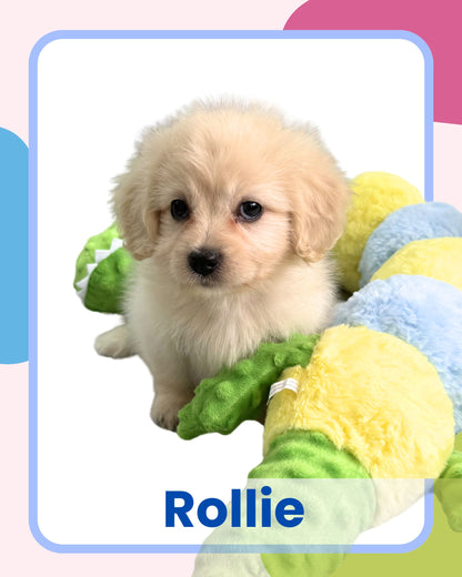 Cream Toy Cavapoo 🇸🇬 (Boy)
