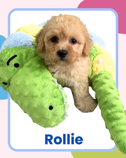 Apricot Toy Cavapoo 🇸🇬 (Boy)