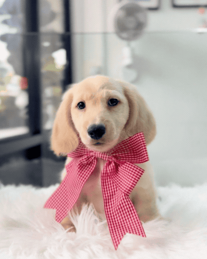 Leo: Cream Gold F1B Golden Doxie 🇸🇬 (Boy)
