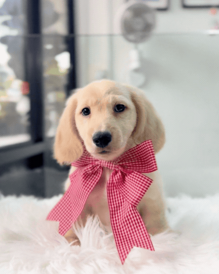 Leo: Cream Gold F1B Golden Doxie 🇸🇬 (Boy)