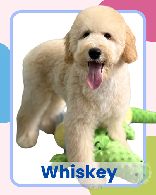 Cream Brown F1BB Mini Petite Golden Doodle 🇸🇬 (Boy)