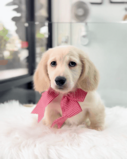 Luca: Cream Gold F1B Golden Doxie 🇸🇬 (Boy)