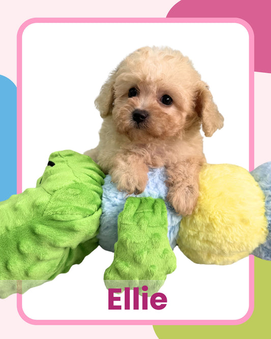 Apricot Toy Cavapoo 🇸🇬 (Girl)