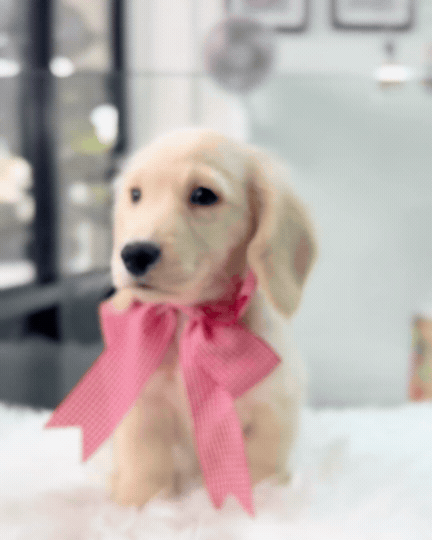 Lyla: Cream Gold F1B Golden Doxie 🇸🇬 (Girl)
