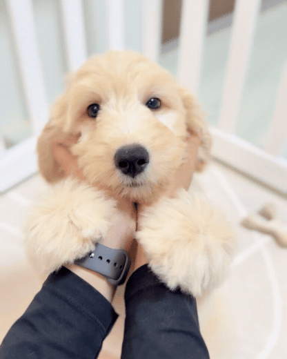 Waffle: Cream Brown F1BB Mini Golden Doodle 🇸🇬 (Boy)