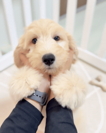 Waffle: Cream Brown F1BB Mini Golden Doodle 🇸🇬 (Boy)