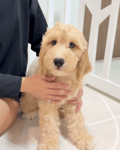 Churro: Cream Brown F1BB Mini Golden Doodle 🇸🇬 (Boy)