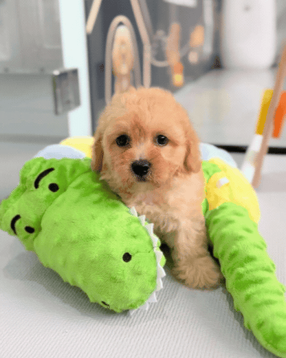 Tommi: Apricot F1B Toy Cavapoo 🇸🇬 (Boy)