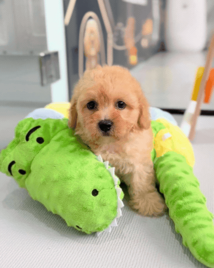 Tommi: Apricot F1B Toy Cavapoo 🇸🇬 (Boy)
