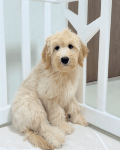 Muffin: Cream Brown F1BB Mini Golden Doodle 🇸🇬 (Girl)
