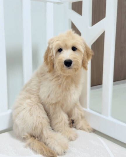Muffin: Cream Brown F1BB Mini Golden Doodle 🇸🇬 (Girl)