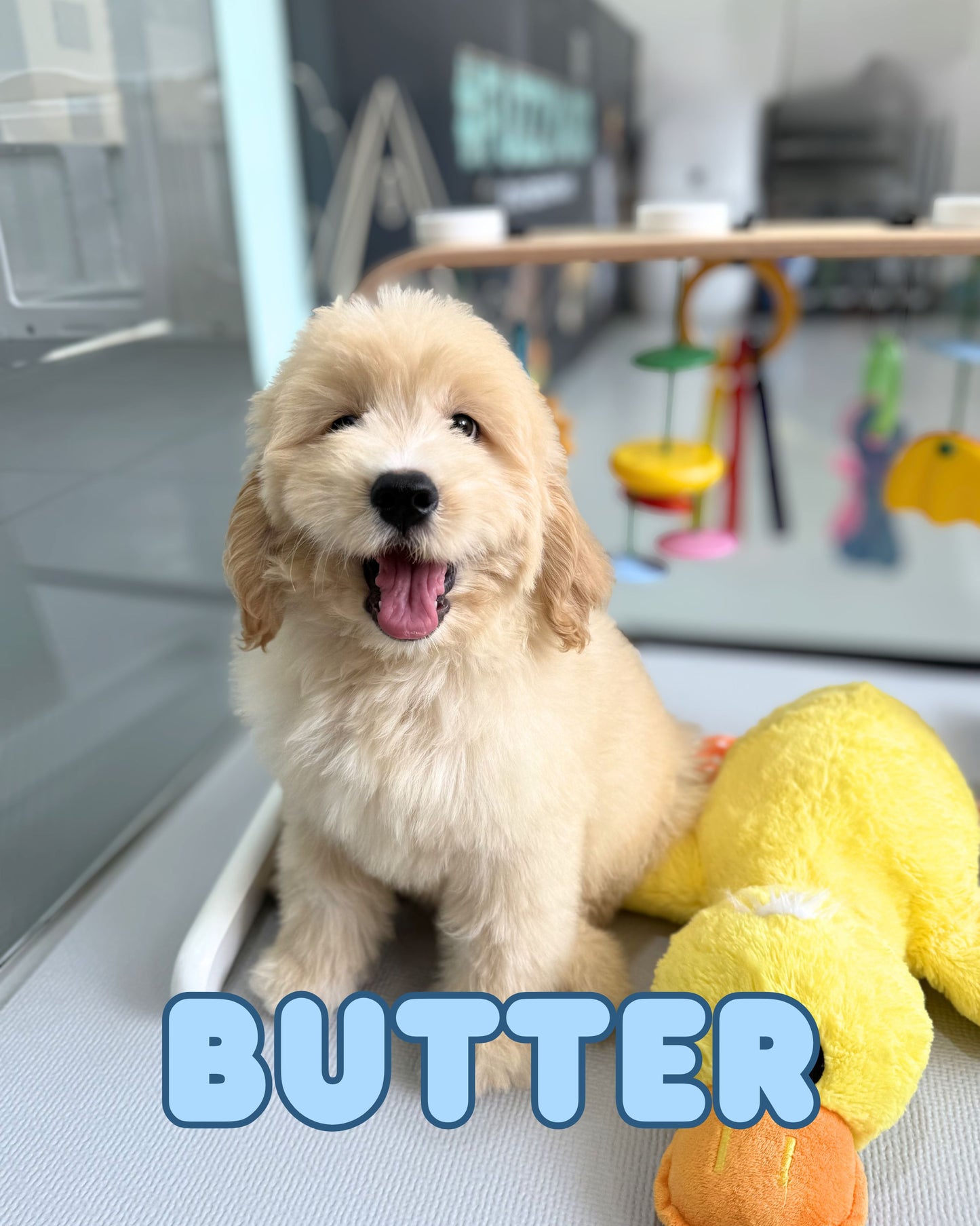 Cream Brown F1 Golden Doodle 🇸🇬 (Boy)