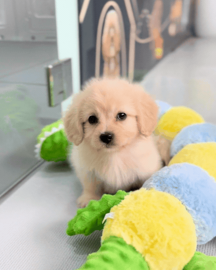 Rollie: Cream F1B Toy Cavapoo 🇸🇬 (Boy)