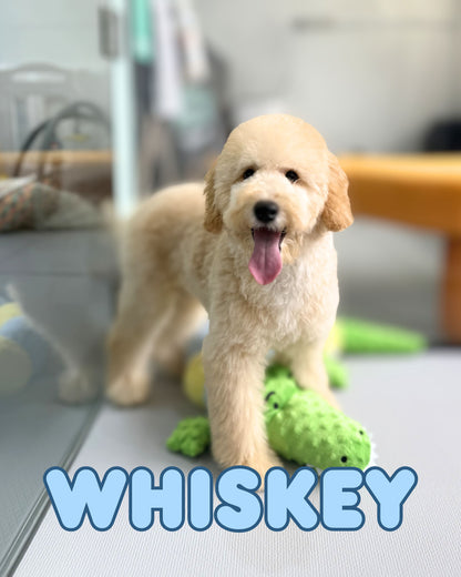 Cream Brown F1BB Mini Petite Golden Doodle 🇸🇬 (Boy)