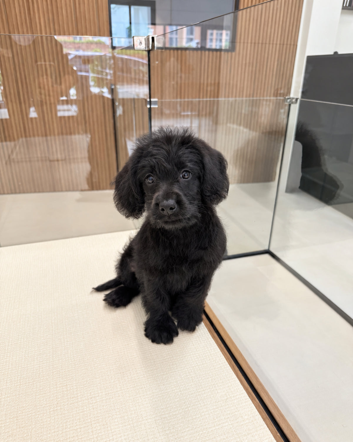 Kitty: Black Mini Labradoodle 🇸🇬 (Girl)