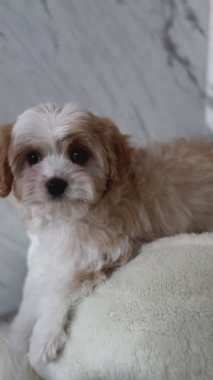 DAISY: PARTI BROWN & WHITE CAVAPOO 🇮🇪 (FEMALE)