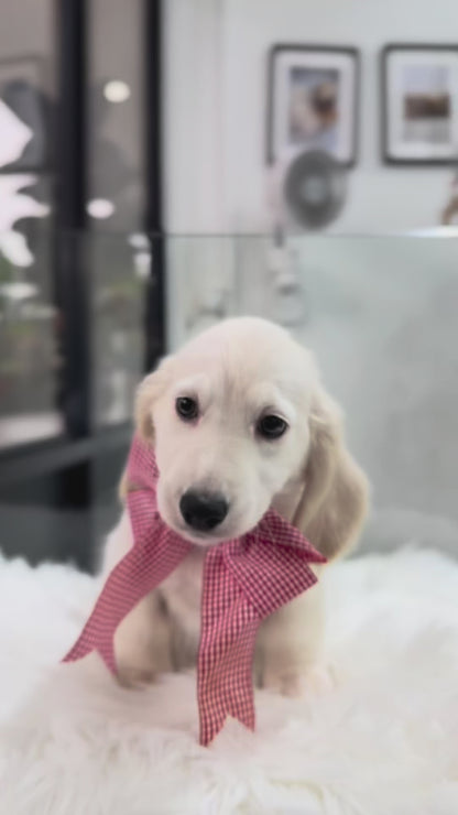 Lucky: Cream Gold F1B Golden Doxie 🇸🇬 (Boy)