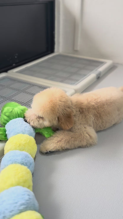 Cream Brown F1BB Mini Petite Golden Doodle 🇸🇬 (Boy)