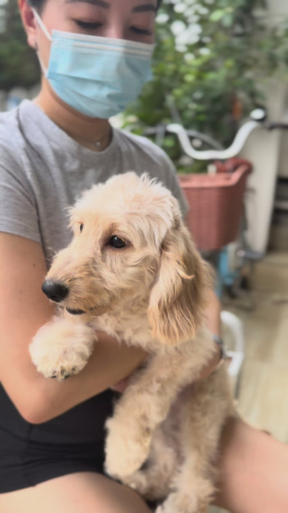 🍒 Cherrie: Cream Brown Silky Golden Doxie 🇸🇬 (Girl) *