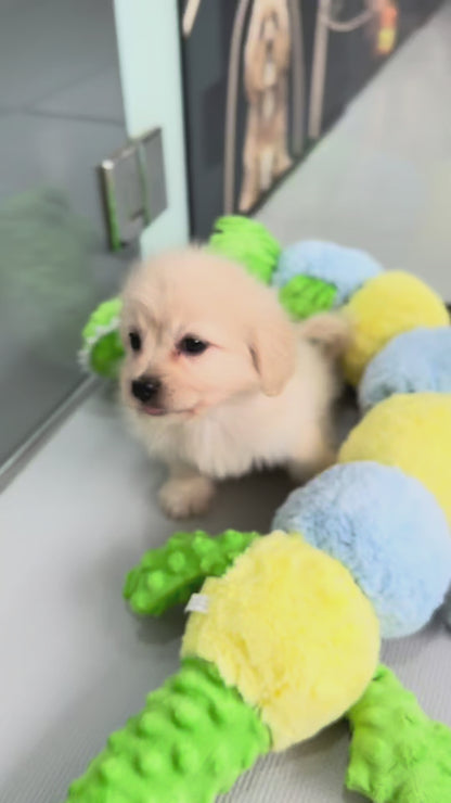 Cream Toy Cavapoo 🇸🇬 (Boy)