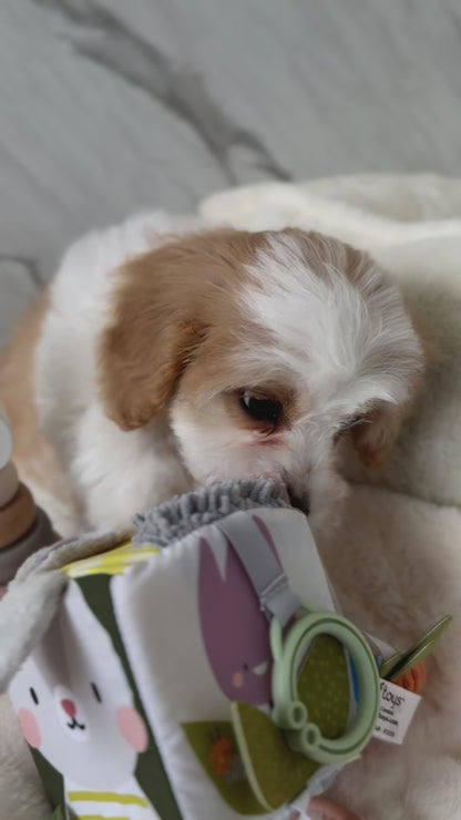 🌸 Poppy : Parti Brown & White Cavapoodle 🇮🇪 (Girl)