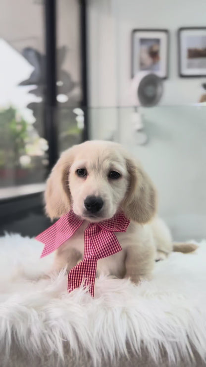 Luca: Cream Gold F1B Golden Doxie 🇸🇬 (Boy)