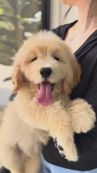 Cream Brown F1 Golden Doodle 🇸🇬 (Boy)