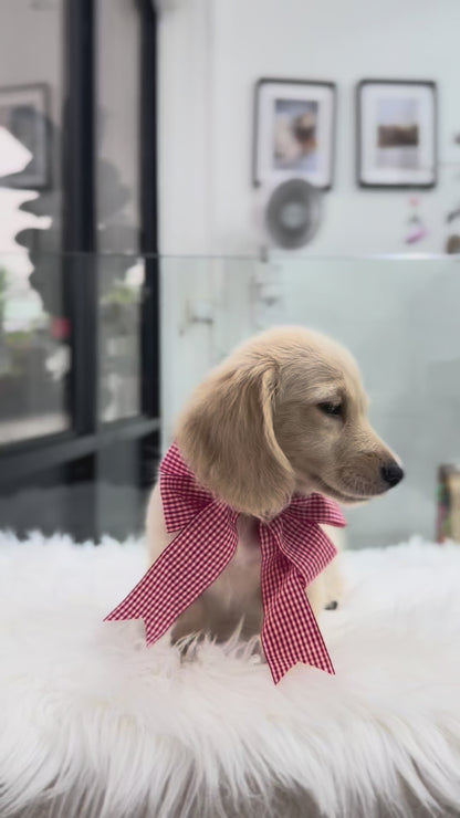 Latte: Cream Gold F1B Golden Doxie 🇸🇬 (Boy)