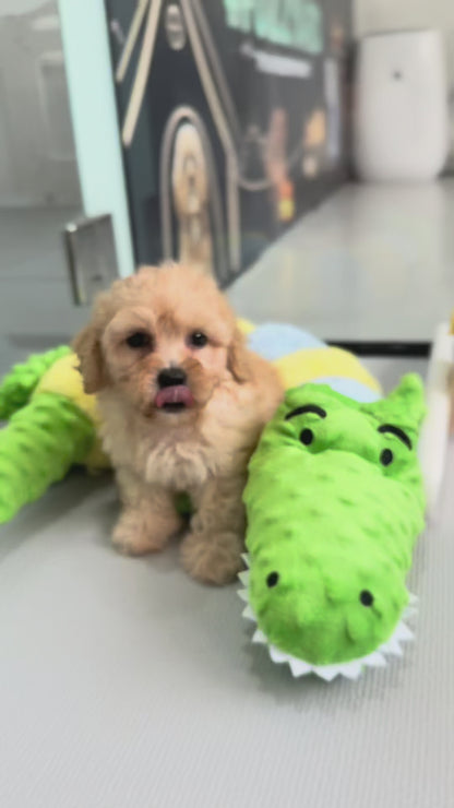 Apricot Toy Cavapoo 🇸🇬 (Boy)