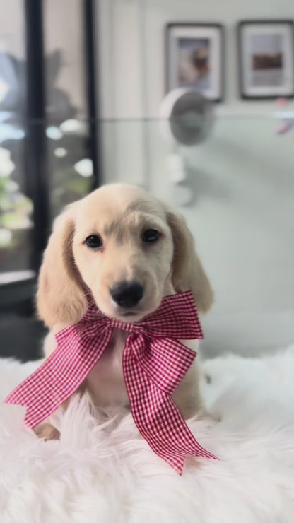 Leo: Cream Gold F1B Golden Doxie 🇸🇬 (Boy)