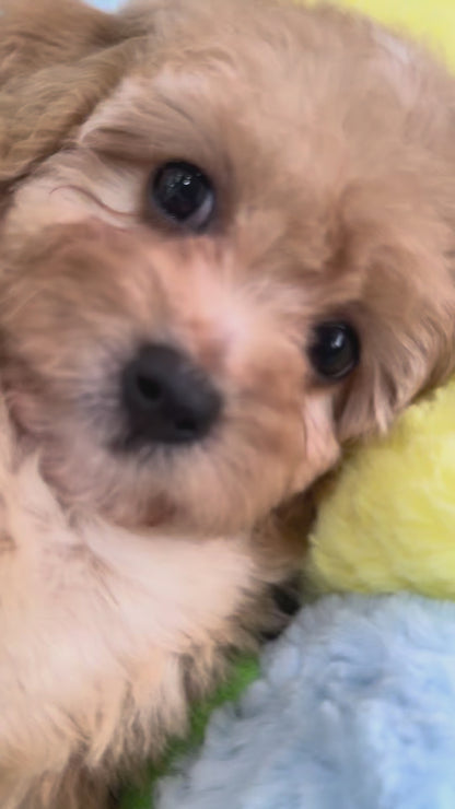 Apricot Toy Cavapoo 🇸🇬 (Boy)