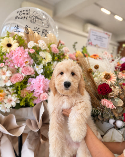Muffin: Cream Brown F1BB Mini Golden Doodle 🇸🇬 (Girl)